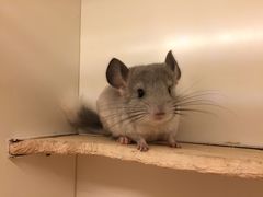 -龙猫仔乐园(惠福东路店)