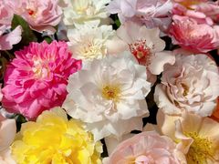 -循礼门鲜花花市(武汉循礼门店)