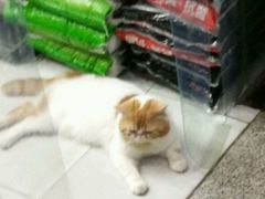 -宝鸡东道花鸟鱼虫市场(吉利花园商场店)