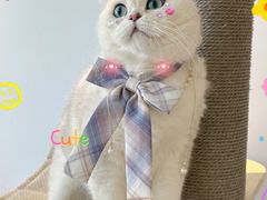 -帕帕拉兹宠物(亚洲旗舰店)