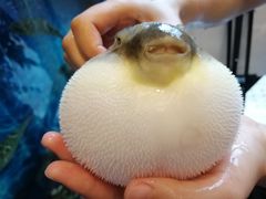 -肆月河豚·新淮扬(金融街店)