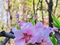-木塔寺遗址生态公园