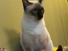 -瑞派宠物医院·犬猫全科·猫友好(宾水西道店)