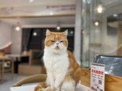 -喵园·猫主题咖啡厅·撸猫·猫咖(国贸店)