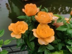 -醉香隆.山水庭院.湖北菜(东湖店)