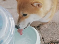 -柴犬高等学院·狗咖·柴犬售卖·宠物训练