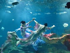 -海合安武汉极地海洋公园