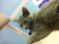 -喵的天空名猫咖啡馆·撸猫·猫舍·用品
