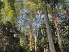 -火炉山森林公园