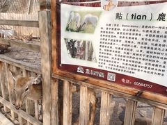 -北京鹿世界主题园