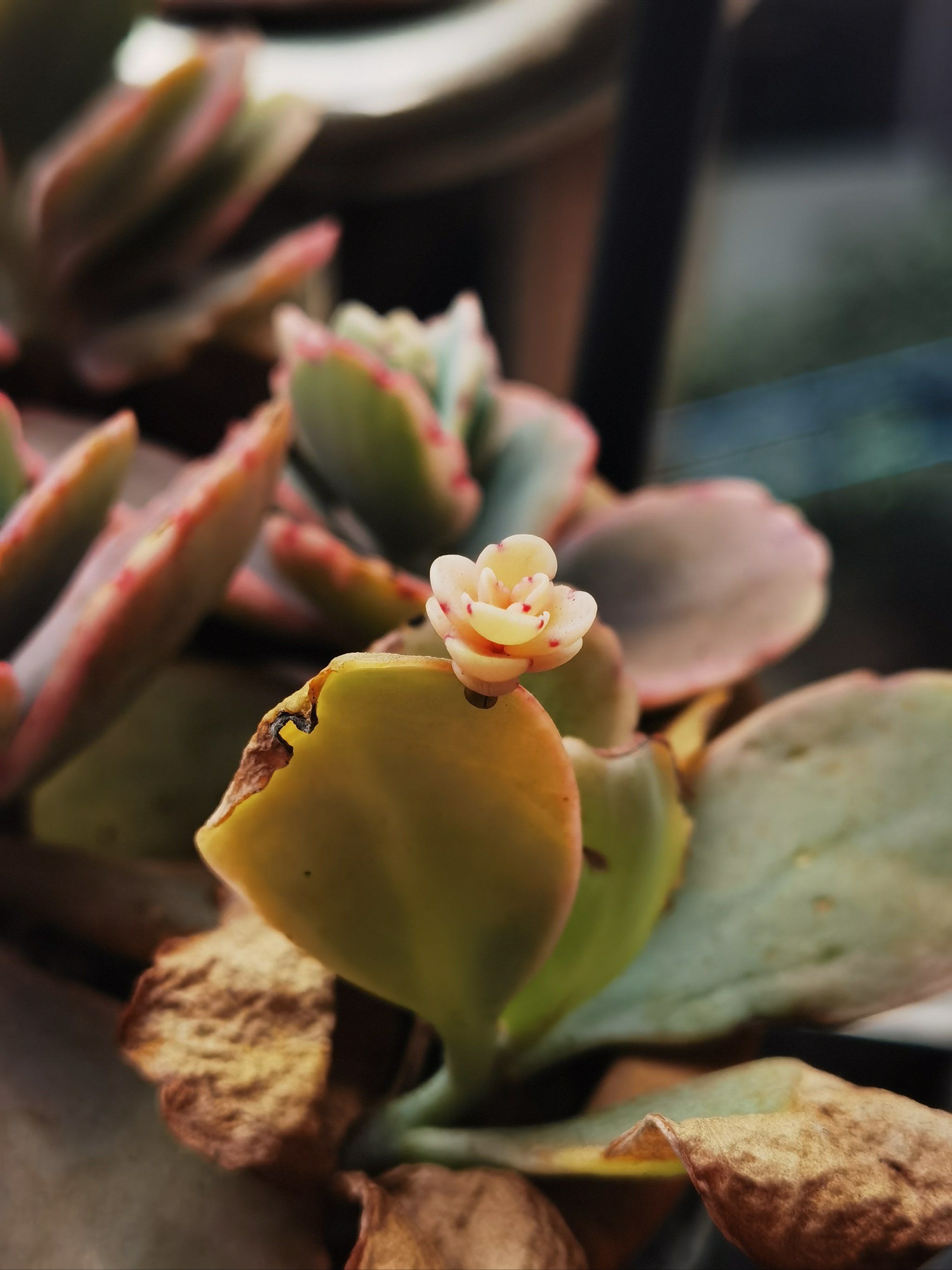 多肉-蝴蝶之舞锦