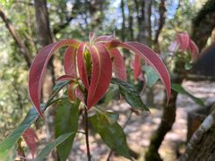 -云南屏边大围山国家公园