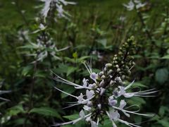 -广西壮族自治区药用植物园