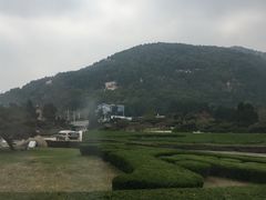 -微山湖红荷湿地景区