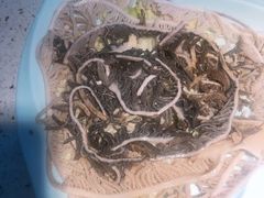 -二荆条·蜀鲜汇城市森林火锅