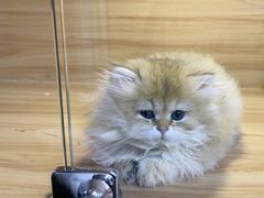 -猫十亿·布偶金渐层·曼基康矮脚猫舍(青年路店)