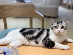 -藏猫猫咖啡主题馆(中央大道店)