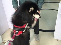 -1013 PET SHOP 宠物商店(近铁城市广场店)