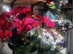 -FEI FEI FLOWER鲜花店·气球派对·宝宝宴布置(虹口德必运动Loft店)