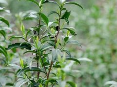 -东山风景区(洞庭东山)