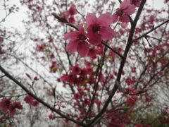 -天适樱花悠乐园