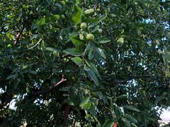 -万源龙顺度假庄园生态观光园