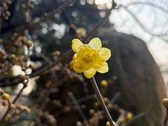 -无锡梅园公园