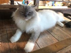 -more than meow吴止猫主题餐厅(承德 中船汇店)