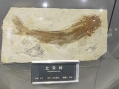 -中国地质大学逸夫博物馆
