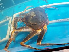 -四海蒸鲜蒸汽海鲜自助(北戴河店)