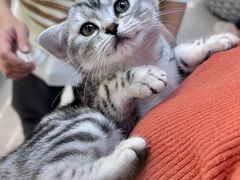-lincat·猫舍(广州店)