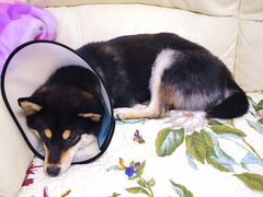 -萌兽医馆·犬猫专科·眼科中心·宠物医院(朝阳门分院)