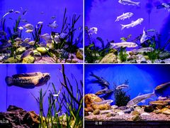 -上海海洋水族馆