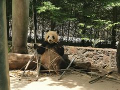 -都江堰中华大熊猫苑