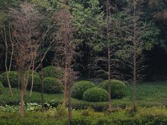 -云溪植物园