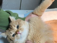 -关爱动物医院·心脏·中兽医·异宠(金牛路分院)