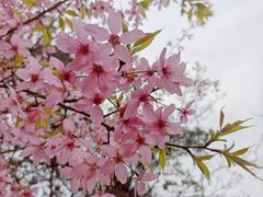 -南山植物园
