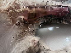 -北京观赏动物医院·24小时大型综合·猫专科·异宠专科