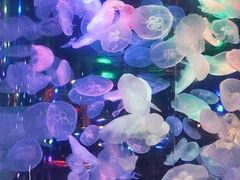 -正佳极地海洋世界