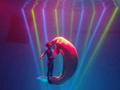 -芜湖新华联大白鲸海洋公园