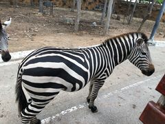 -清迈夜间动物园