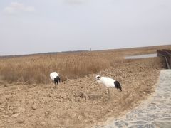-盐城丹顶鹤湿地生态旅游区