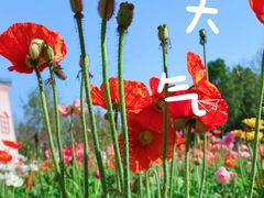 -顺峰山公园