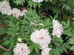 -洛阳市隋唐城遗址植物园