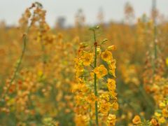 -中国天府农业博览园