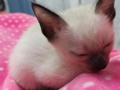 -欣宠猫屋·矮脚拿破仑·蓝金金渐层