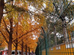 -三里屯东五街银杏大道