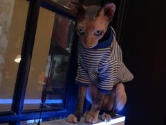 -猫色咖啡·猫咖