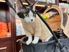 -宠爱国际动物医院·消化内科·心肾内科·ISFM猫友好(望京店)