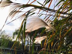 -九里河湿地公园